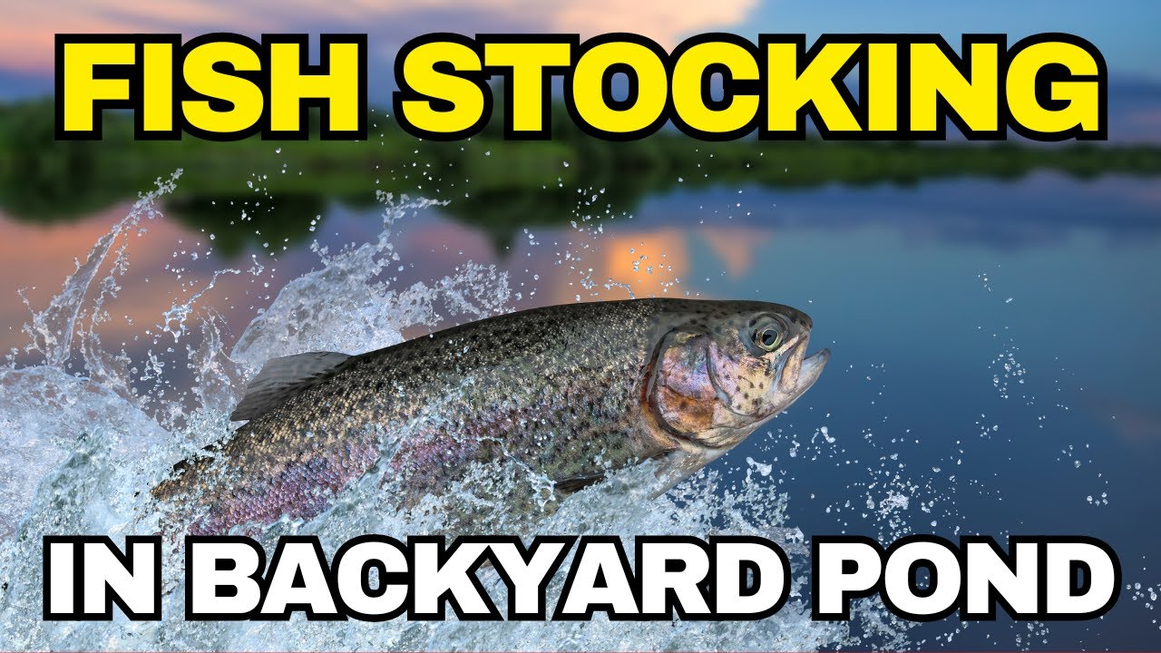 Stocking Fish into the Backyard Pond to Bring It Back to LIFE!  NEW FISH Ecosystem