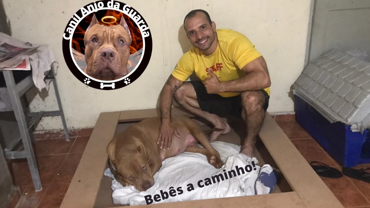 PREPARATIVOS PARA O PARTO DA CADELA!