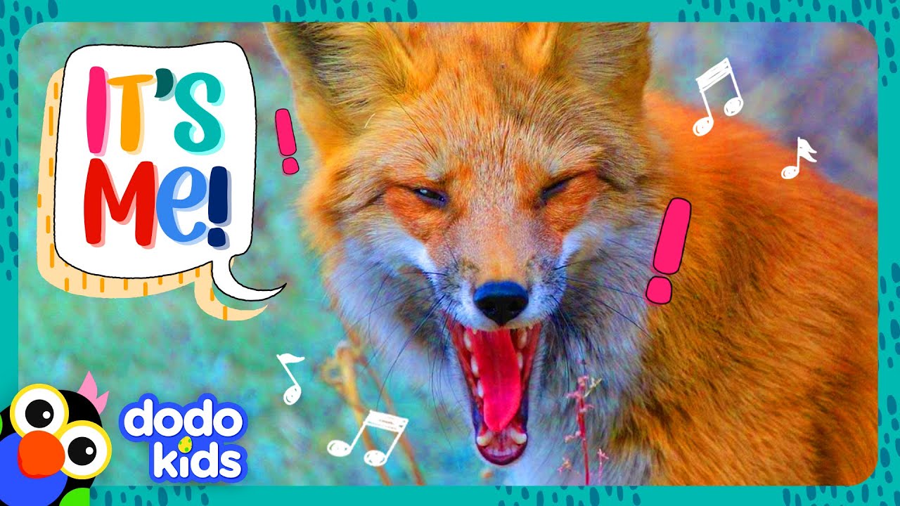 Wild Fox Writes Songs With His Friend, A Human!! | Dodo Kids | It’s Me!