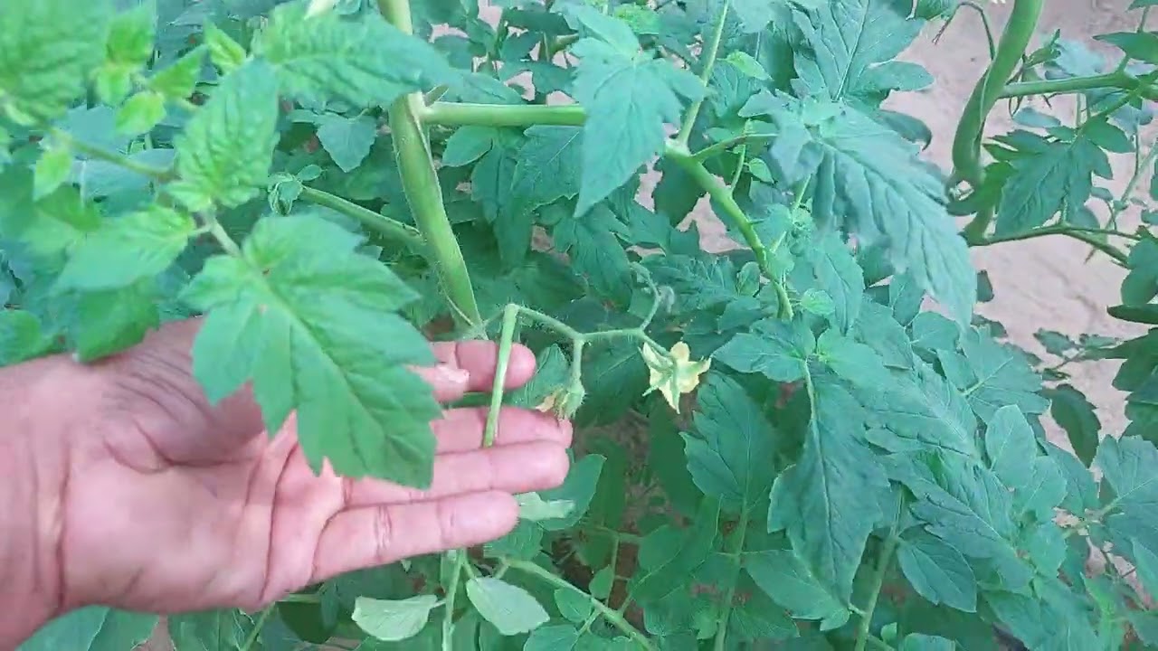 مظاهر زيادة التسميد الأزوتى على الطماطم فى البيوت المحمية .وكيفية الحد منه