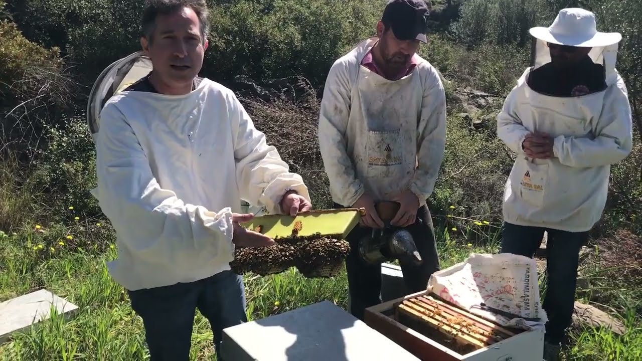 Varroa Mücadelesinde Biyolojik Yöntem. Dr. Ömür UYGUR.
