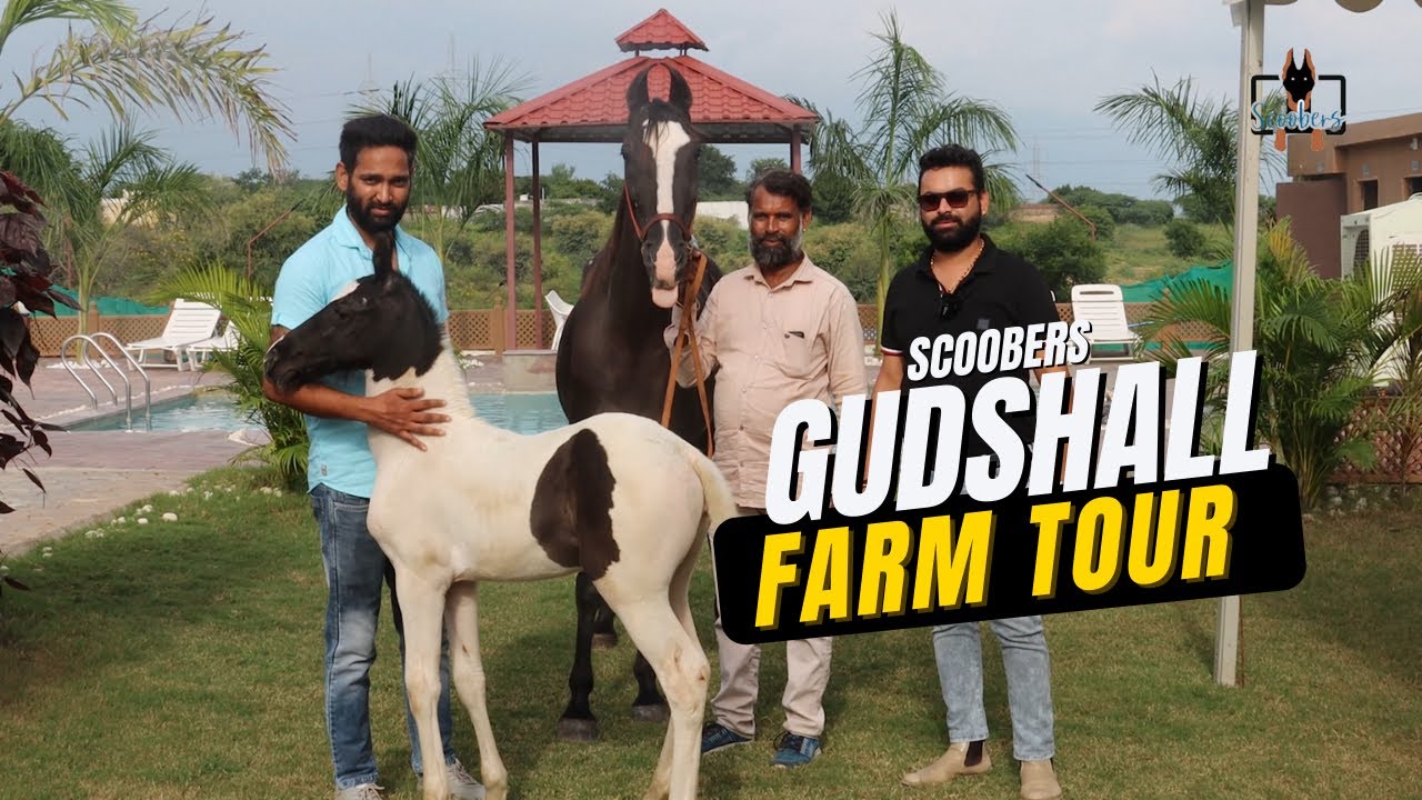 Marwari Horse Farm Tour Gudshall Stud Farm Rajasthan 🔥