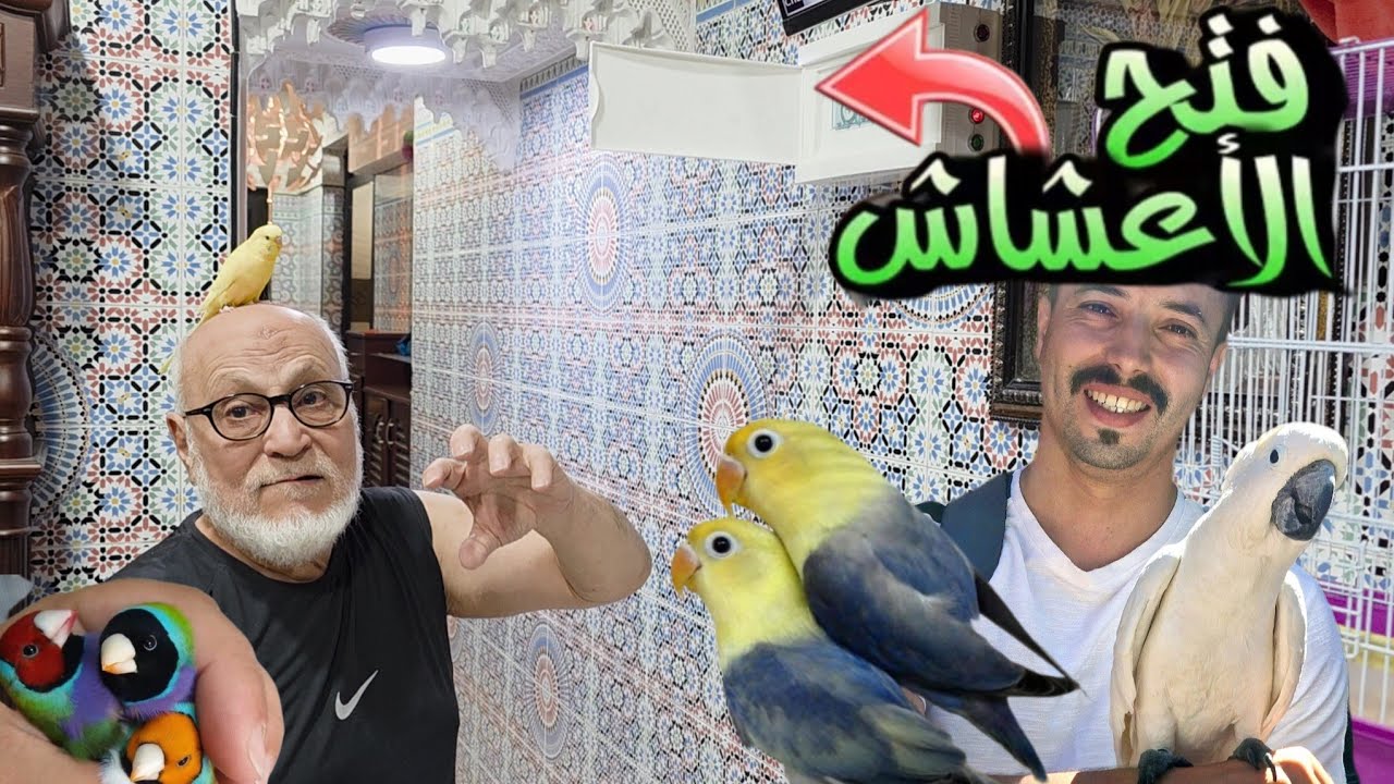 زيارة📍 غرفة إنتاج للمولوع بن عبد الله GoldenBirds# فتح الأعشاش لطيور الفيشر مولينا البادجي للبيع  