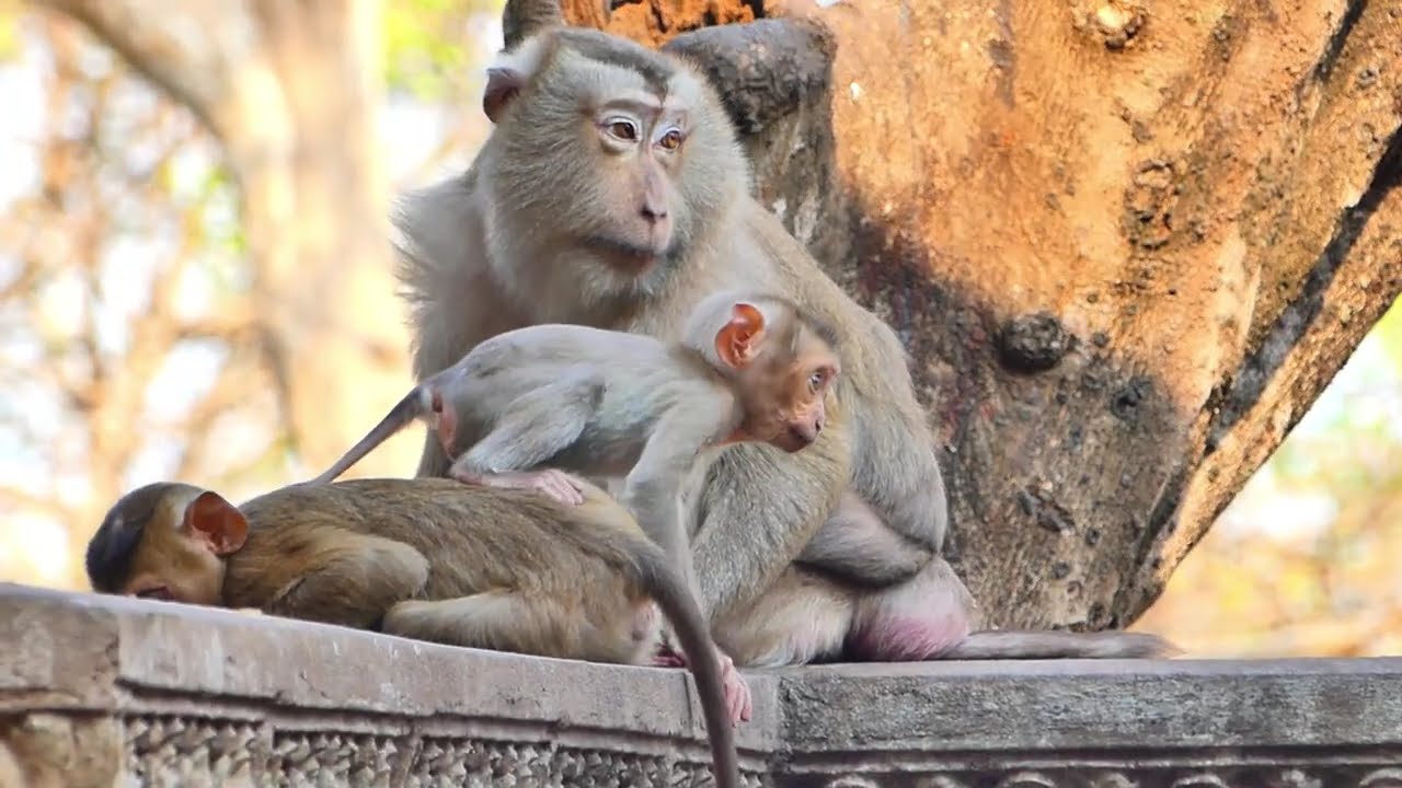 Omg..! Tiny lucid tried to s.t.e.al Libby milk Angkor national park best video clip wildlife 