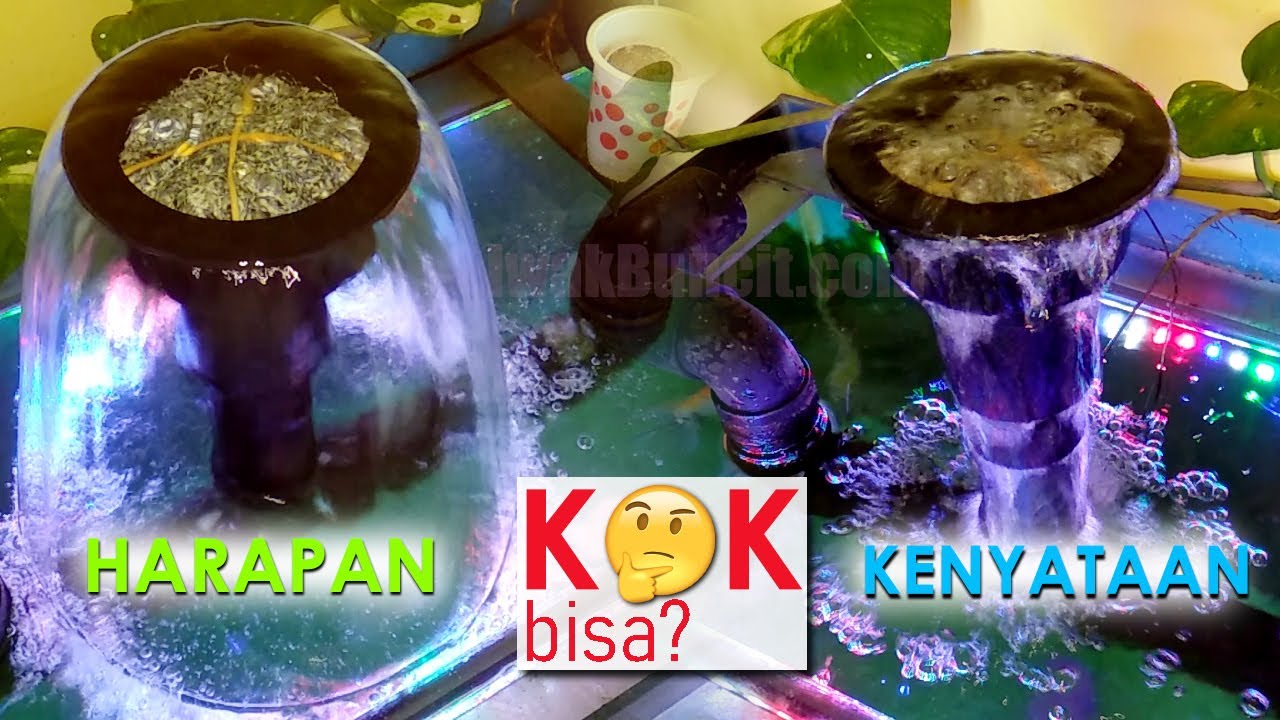 Penyebab Mushroom Aquarium Ikan Mas Koki Tidak Mekar Sering Kuncup: Based on Pengalaman IWAK BUNCIT