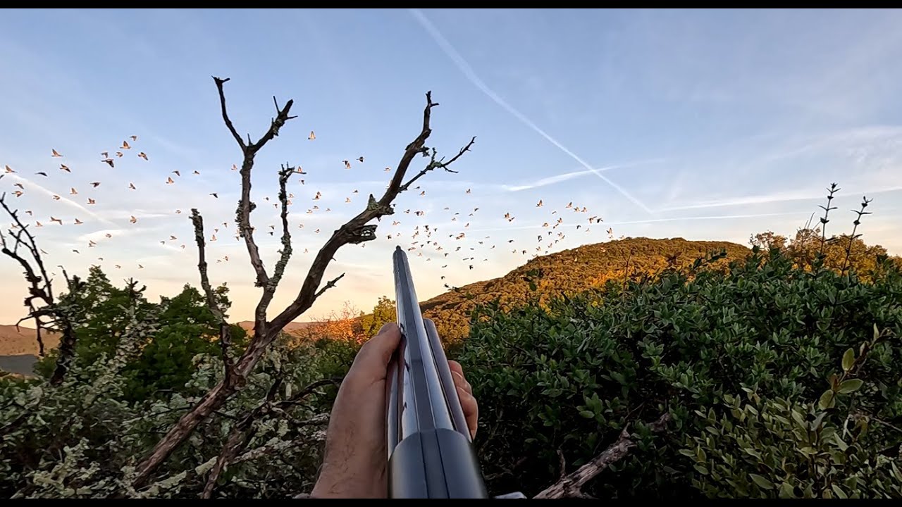 Chasse de la palombe - automne 2025