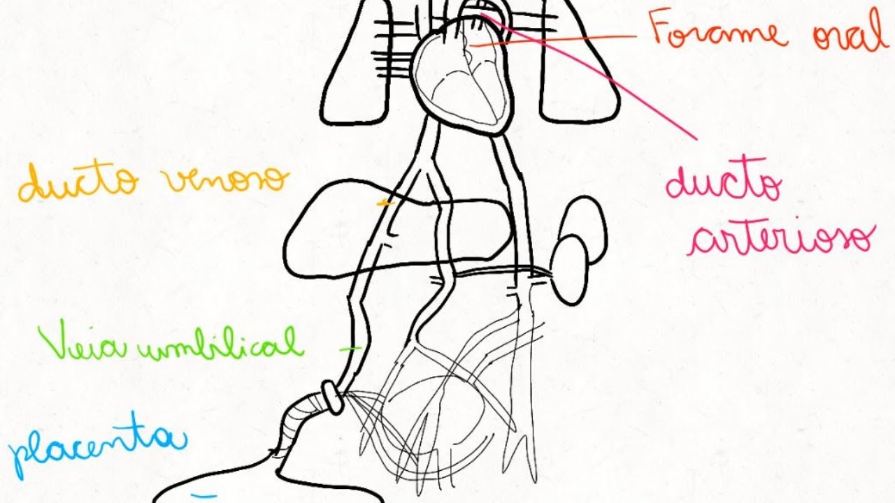 ANIMAÇÃO CIRCULAÇÃO FETAL