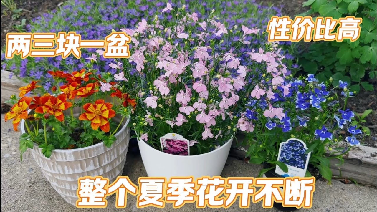 性价比高，低维护，适合懒人和新手种植。半边莲/LOBELIA，鬼针草/Bidens。【莎拉养花】