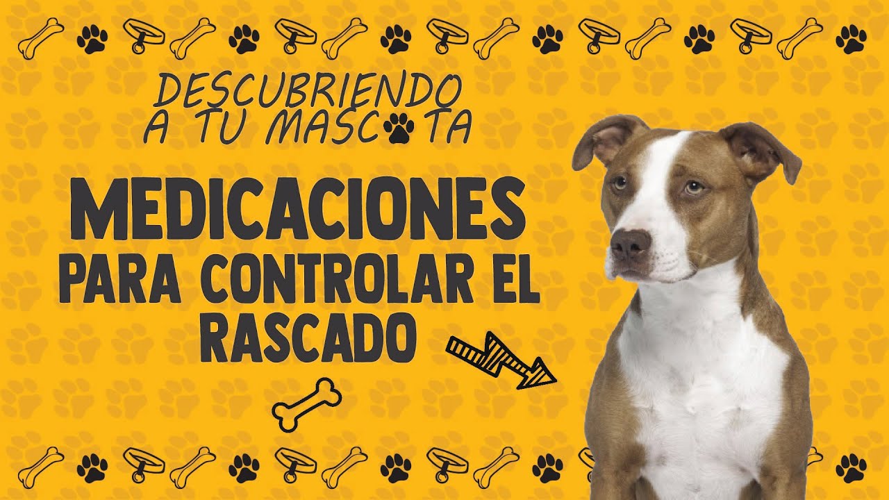 Medicamentos para Reducir el Rascado en Perros: Guía Completa y Segura