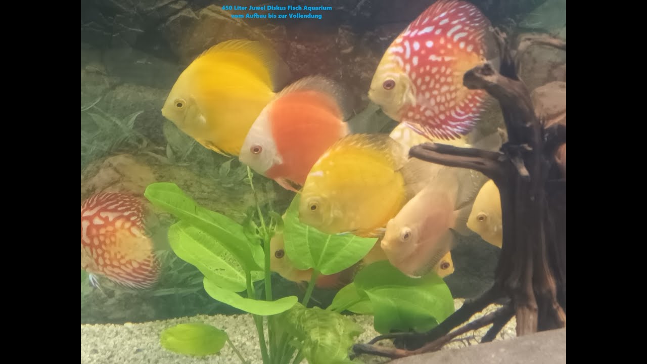 450 Liter Juwel Diskusfisch Aquarium - Vom Aufbau bis zur Vollendung     Teil 1