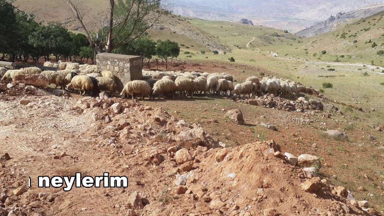 HocaBaba - Türkü