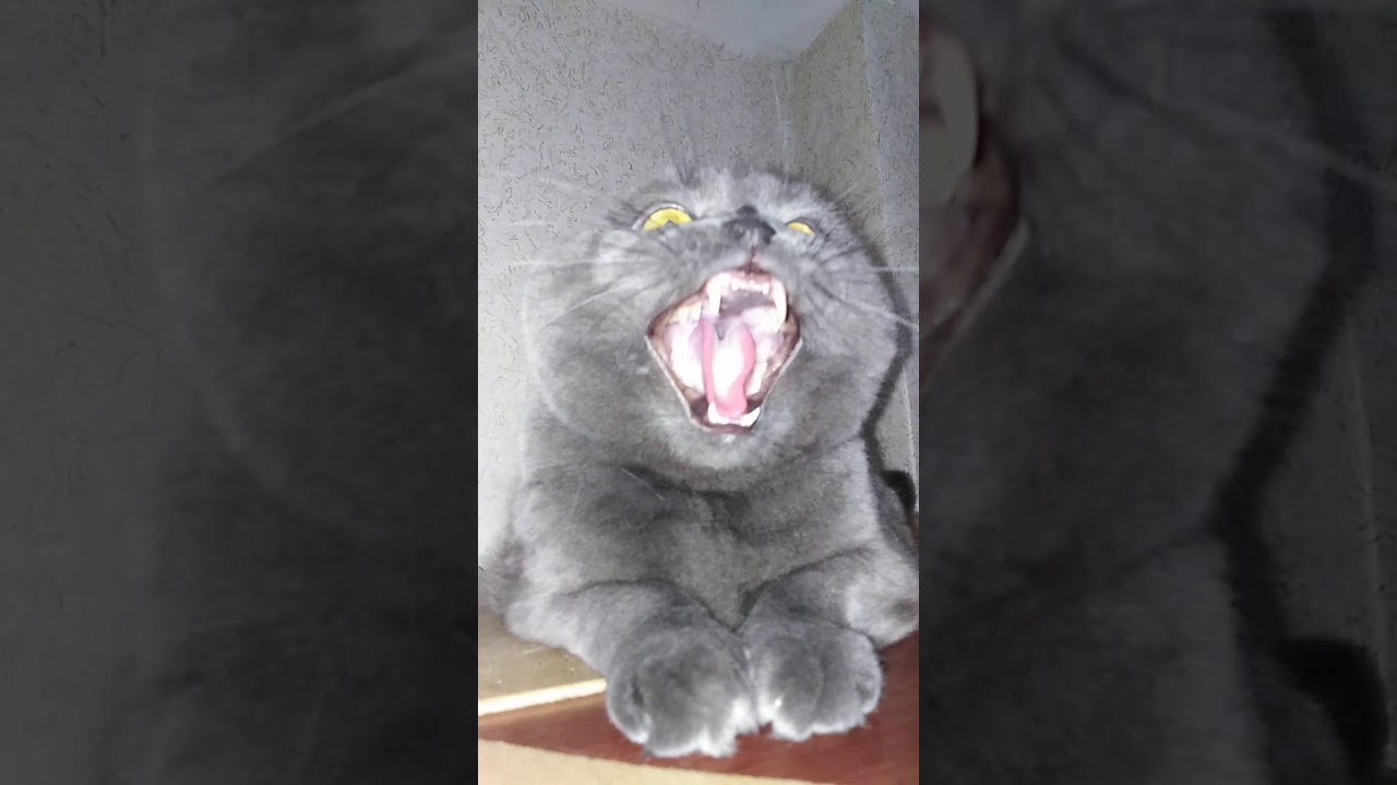 Злая кошка шипит
