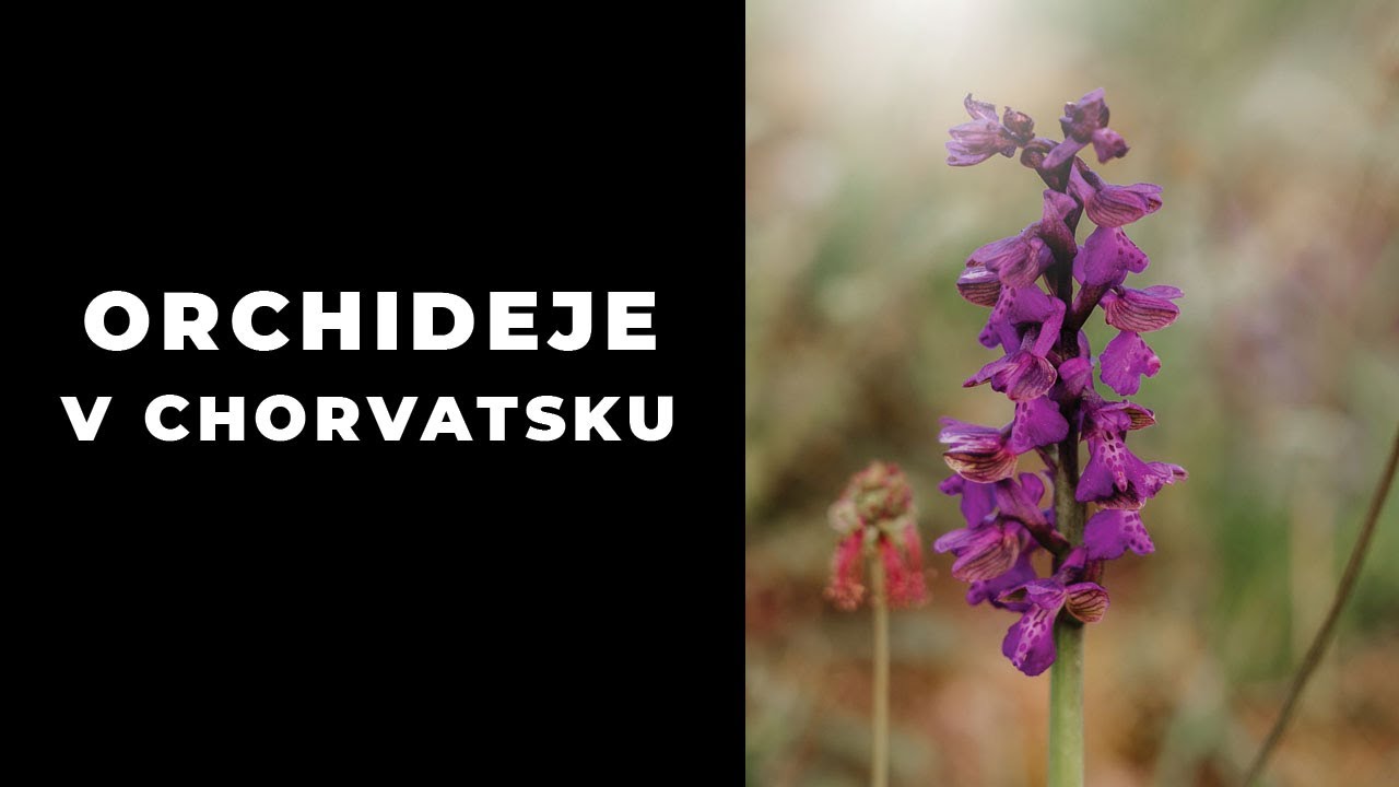 Orchideje v Chorvatsku