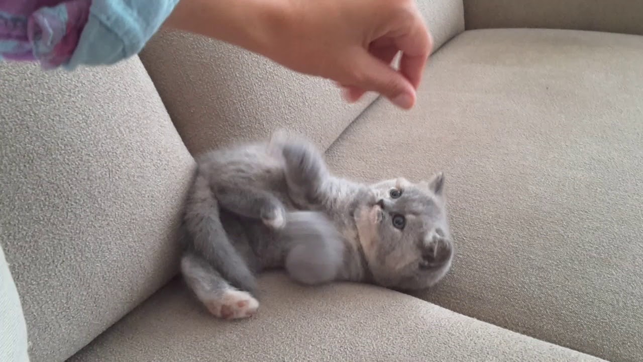 Please, play with me. *Calmcat  cattery British Shorthair