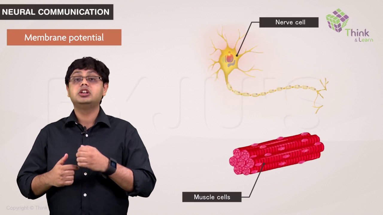 NEET- Neural Communication| Concept explained