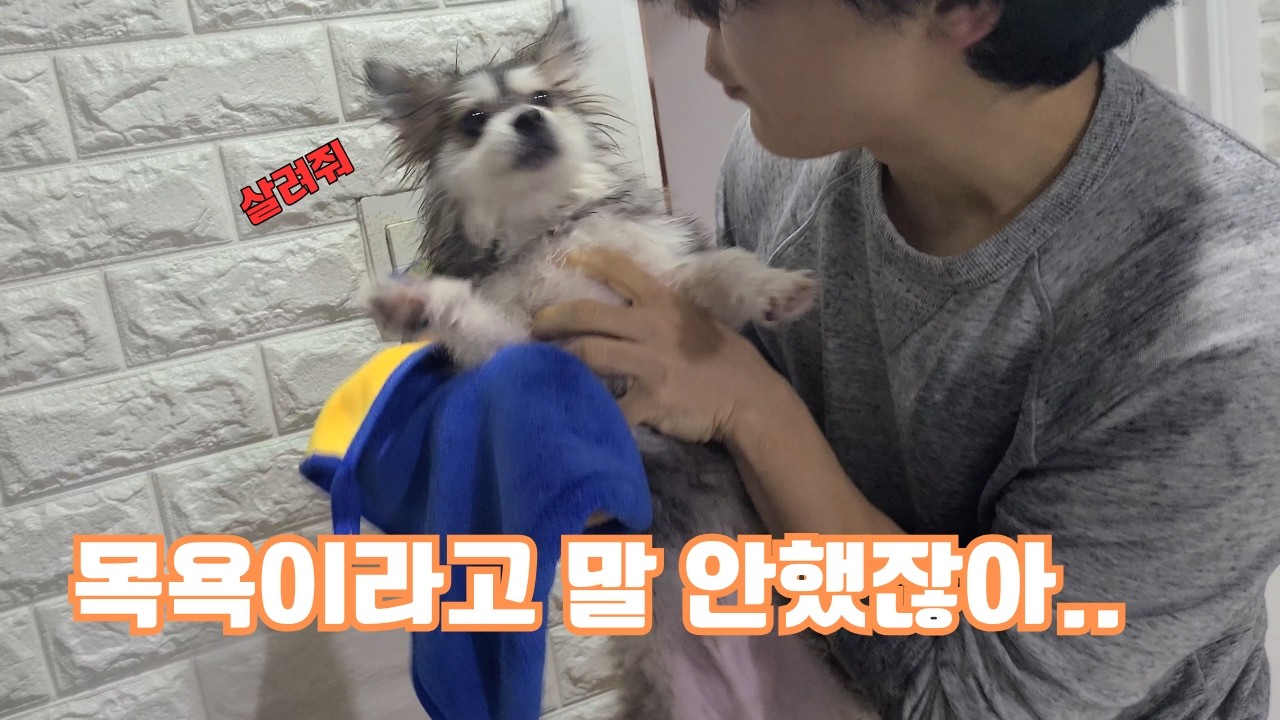 폼스키 강아지 목욕 브이로그