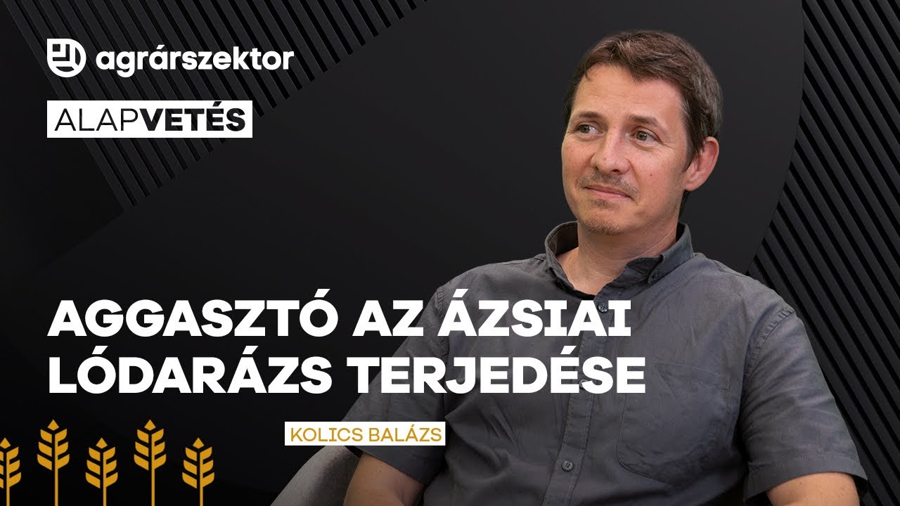 Tovább gyűlnek a fekete felhők a méhészek felett, aggasztó az ázsiai lódarázs terjedése | Alapvetés