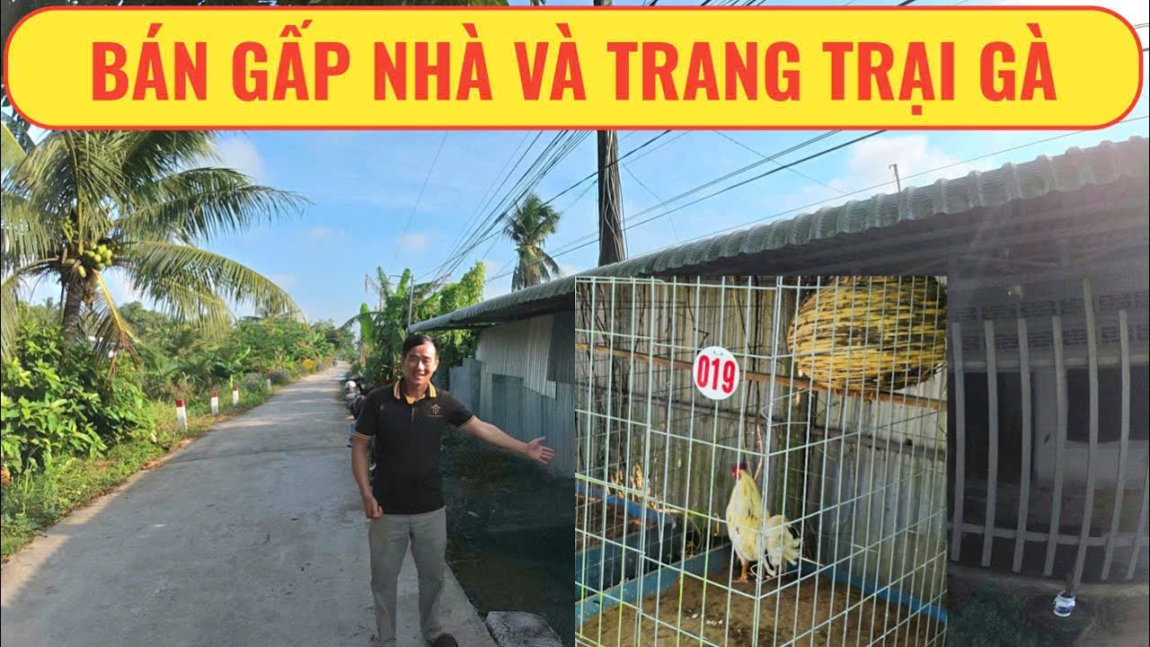 🧧ĐÃ BÁN🧧Bán gấp nhà vườn và mô hình trang trại gà tại Vĩnh Long | Nhà Đất Miền Tây