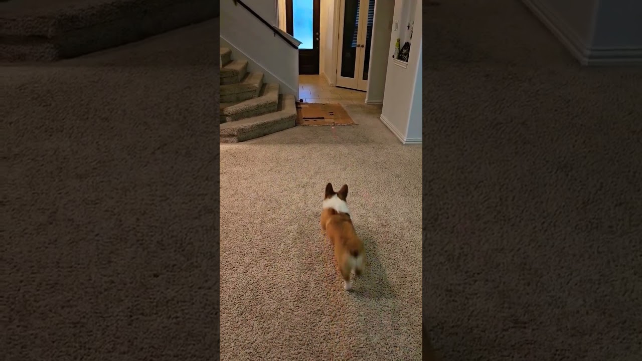 Corgi pup with the zoomies.        #corgi #puppy #pets