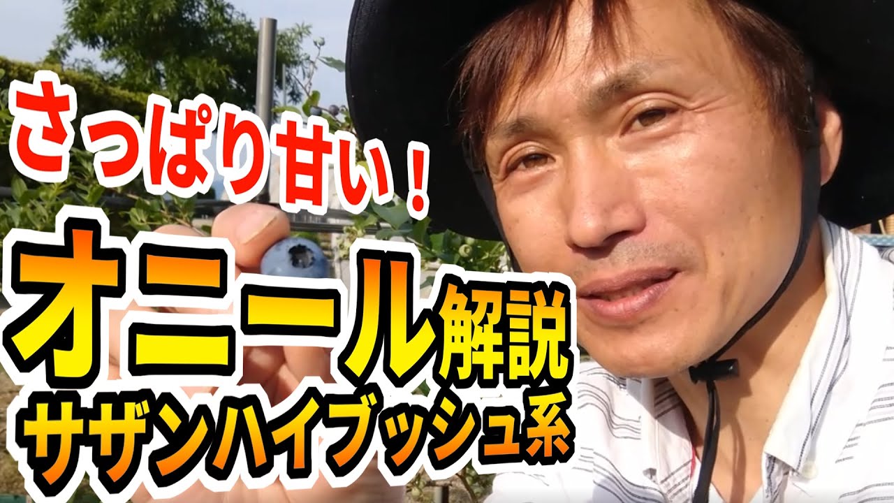 【ブルーベリー】サザンハイブッシュ系の極早生品種【オニールの特徴】