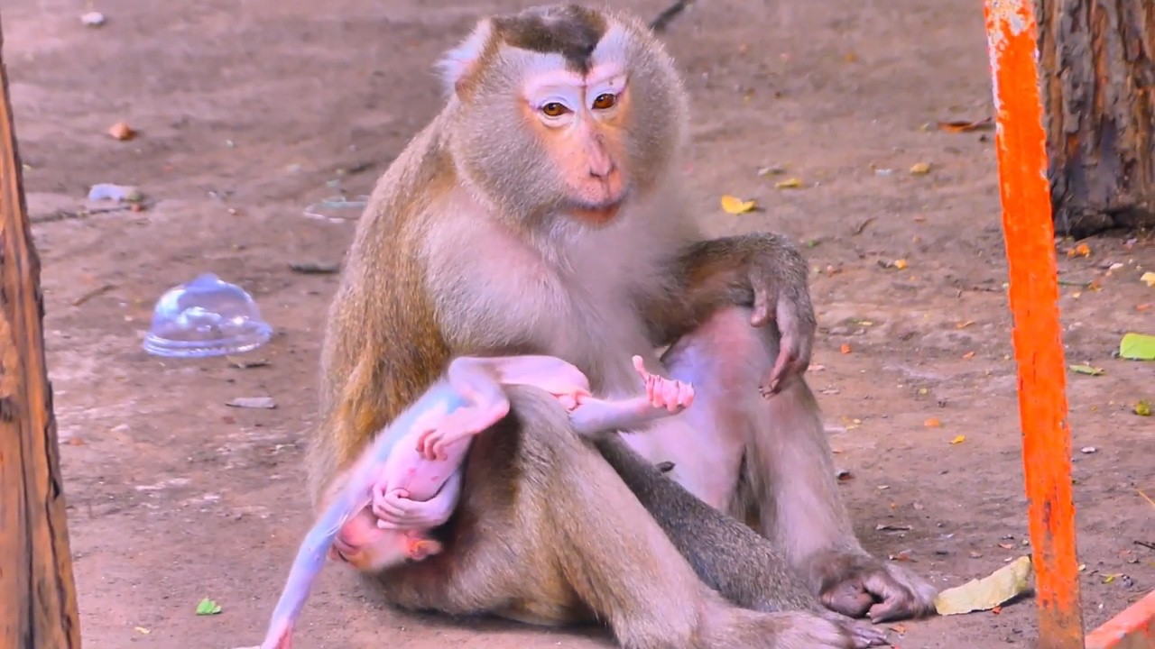 Monkey Pinka and her baby