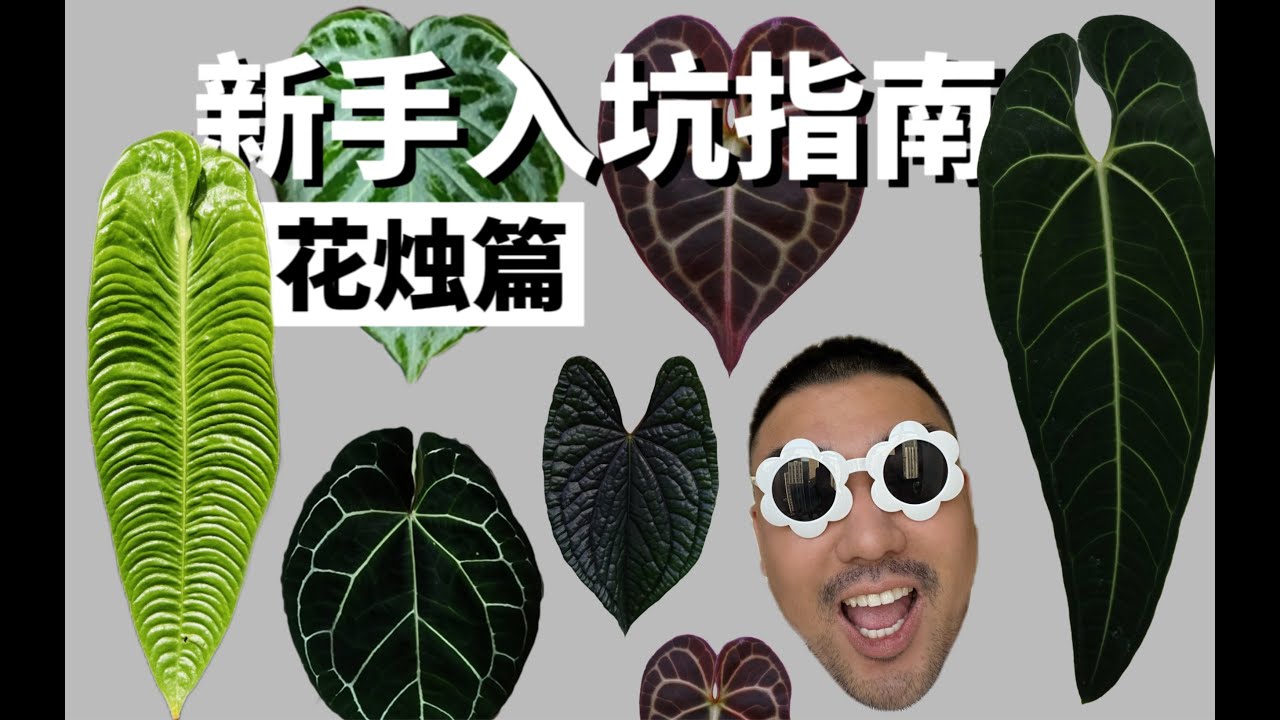 热植花烛跳水｜怕晒的丝绒感花烛科普来了！