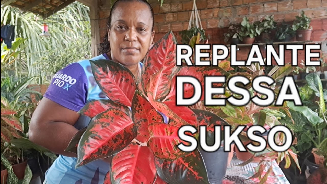 VAMOS VER REPLANTE   🥰❤️🌿⚘️🌷🌿