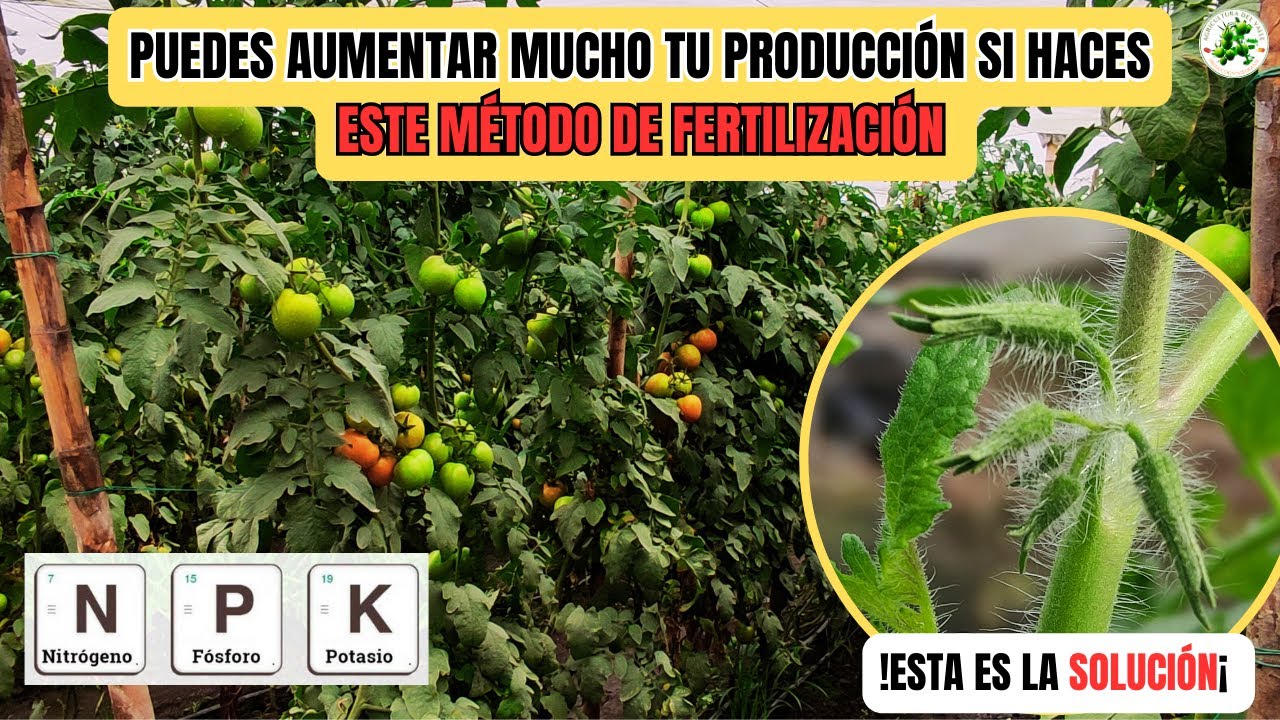 ¿Qué pasaría si duplicas las aplicaciones de fertilizantes por semana en cultivos de tomates?
