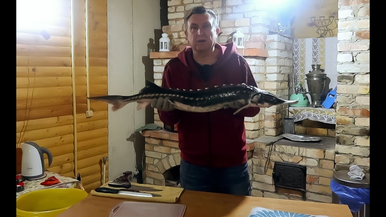 Красавица Севрюга! Мастер класс разделки безотходной осетровой рыбы!