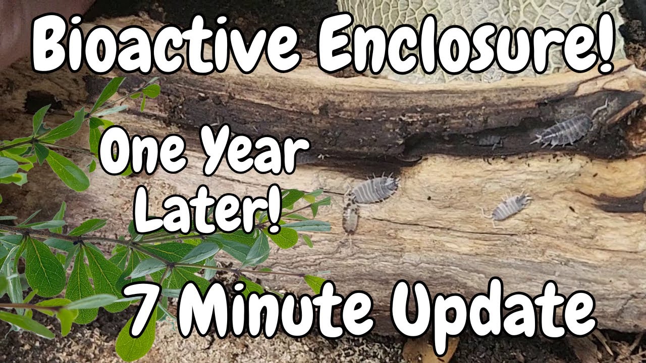 Update on my BIOACTIVE Enclosure! 1 Year Later! #5minutes #bonus Episode 35