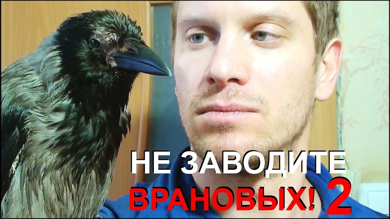 НЕ ЗАВОДИТЕ ВРАНОВЫХ ПТИЦ!!! ЧАСТЬ 2. Don't have any corvids. Part 2
