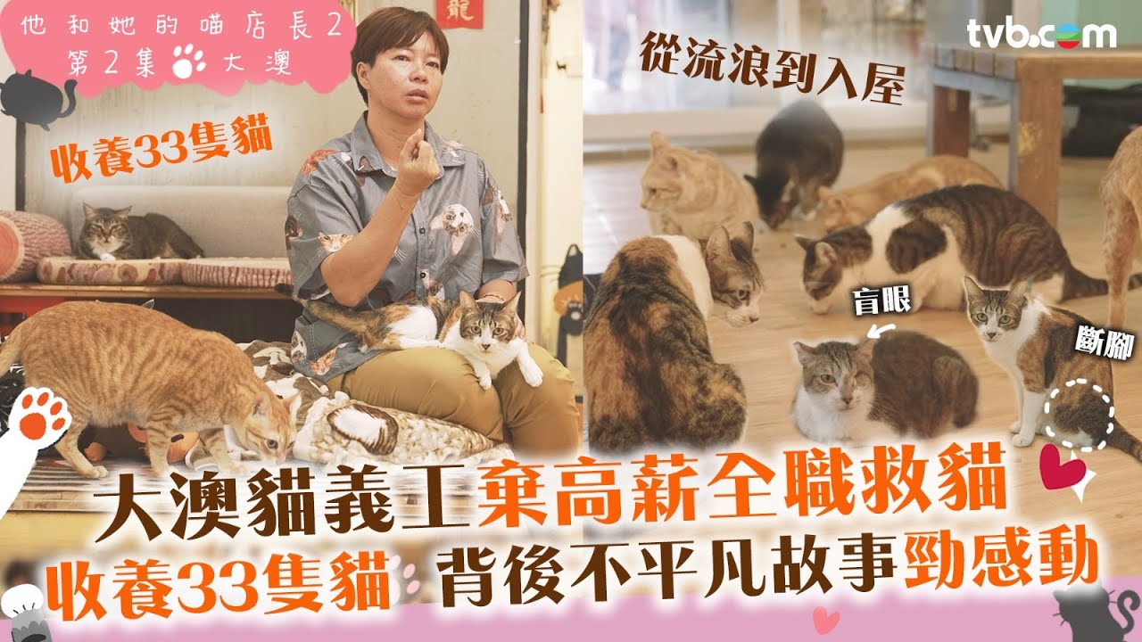 他和她的喵店長2｜貓義工棄高薪全職救貓！收養33隻貓　背後不平凡故事勁催淚！ ｜#tvbplus