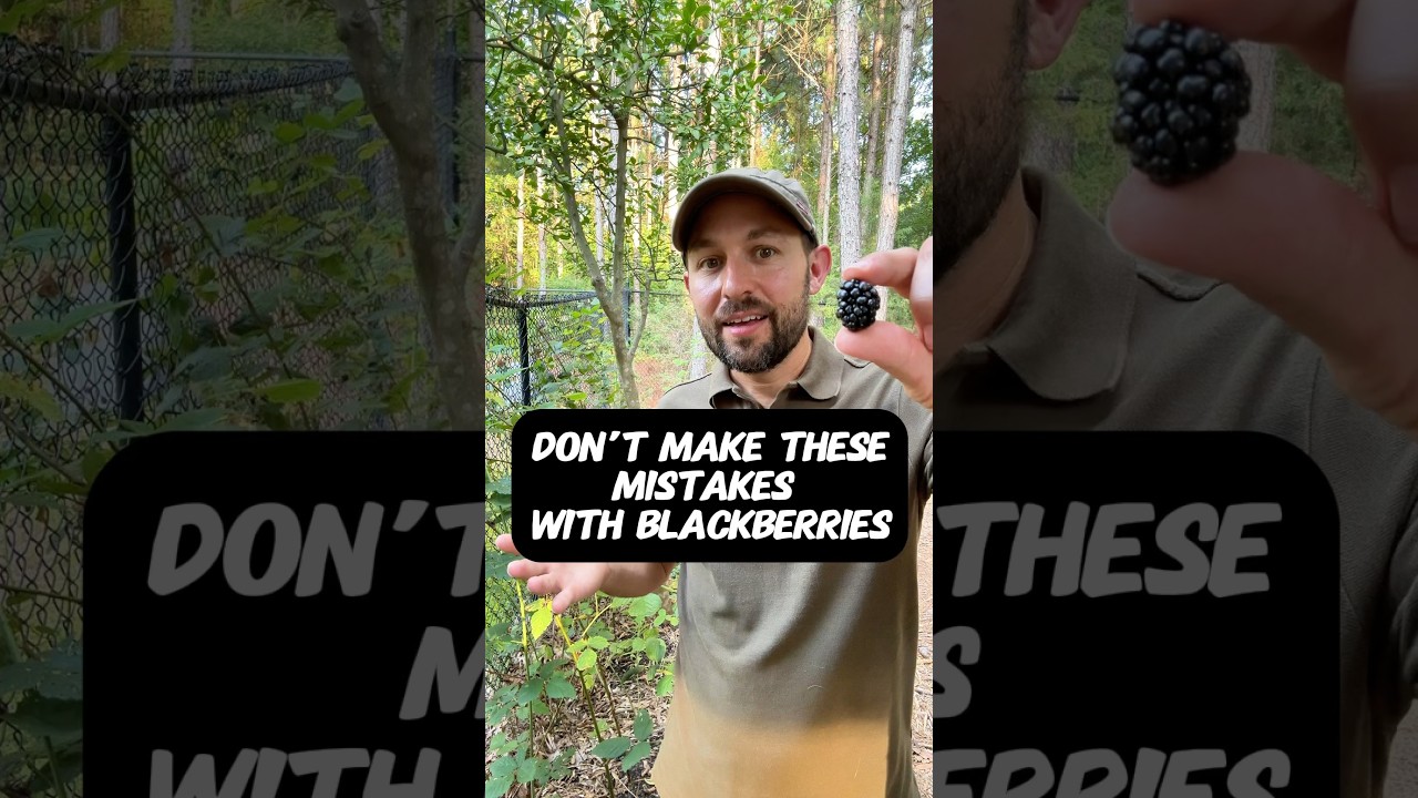 Don&rsquo;t Make These Mistakes When Growing Blackberries #shorts #growyourownfood #berries #blackberries