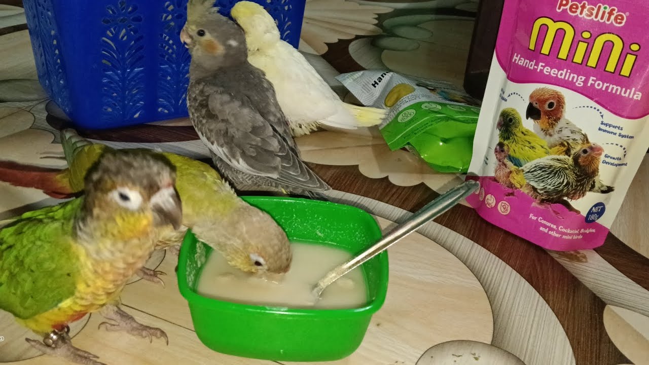 ককটেল পাখির হ্যান্ড ফিডিং, Cockatiel baby hand feeding food 