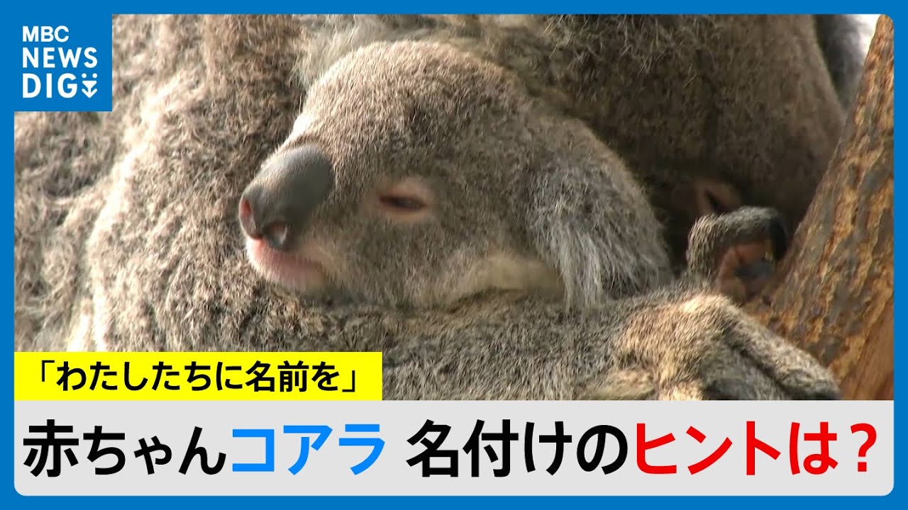 赤ちゃんコアラの名付けのコツは？「わたしたちに名前をつけて」平川動物公園の2匹の命名まもなく締め切り(MBCニューズナウ 2026年1月29日放送）