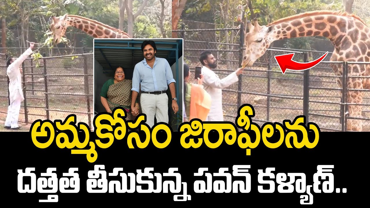 Deputy CM Pawan Kalyan to Adopt 2 Giraffes On the occasion Mother Anjana Devi @HITTVOFFICIAL
