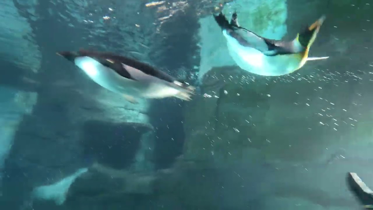 SeaWorld