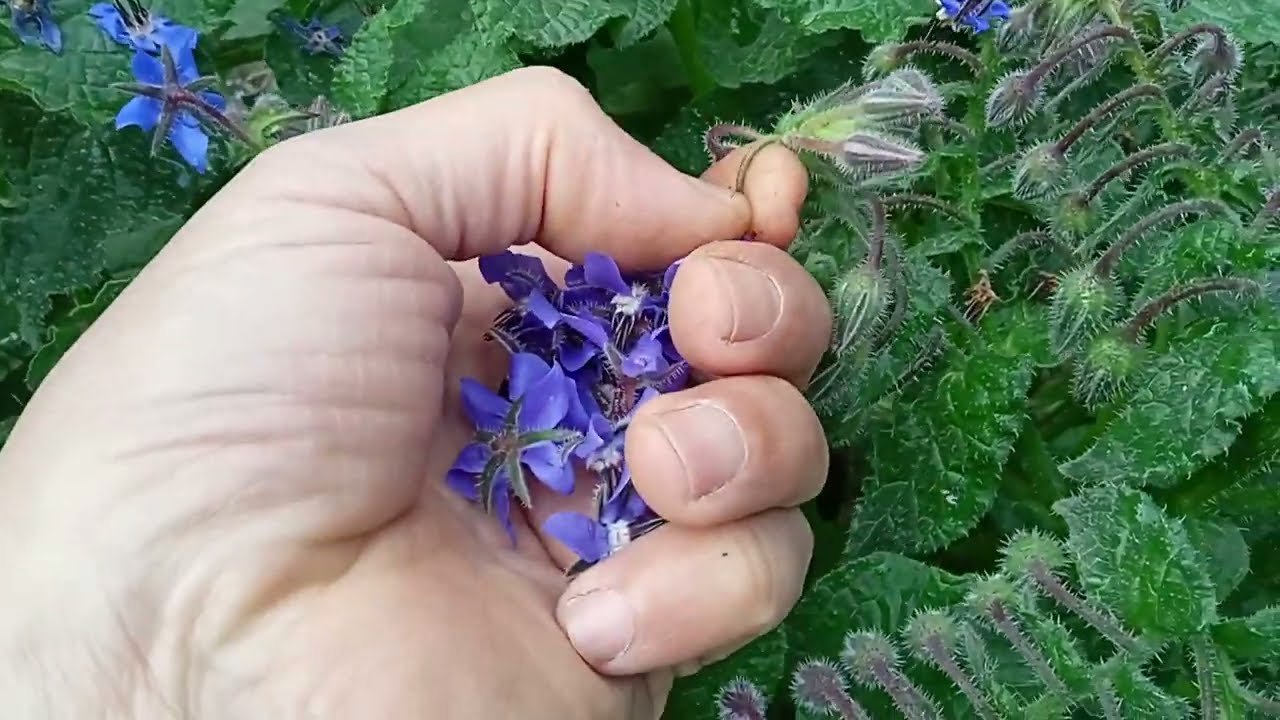How to Harvest Borage Flowers 🍃 #borage #flowers #gardenflowers