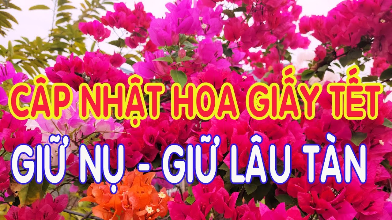 Cập nhật hoa giấy Tết:  Giữ nụ – giữ hoa bền tới Tết ?