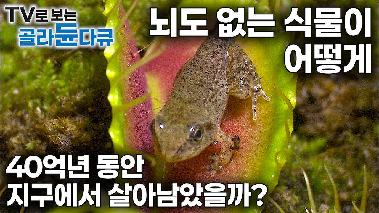 광합성만으로는 부족했다. 뇌도 없는 식물은 어떻게 40억 년 동안 지구에서 살아남았을까?｜식물 40억 년의 생존 비밀｜개구리 잡아먹는 식물｜지구의 역사｜다큐프라임｜#골라듄다큐