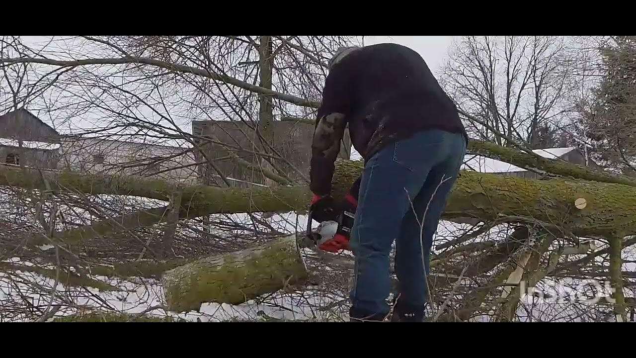 Zmagania z wierzbą . Czyli piłowanie patyka 😅🌲😁🔥