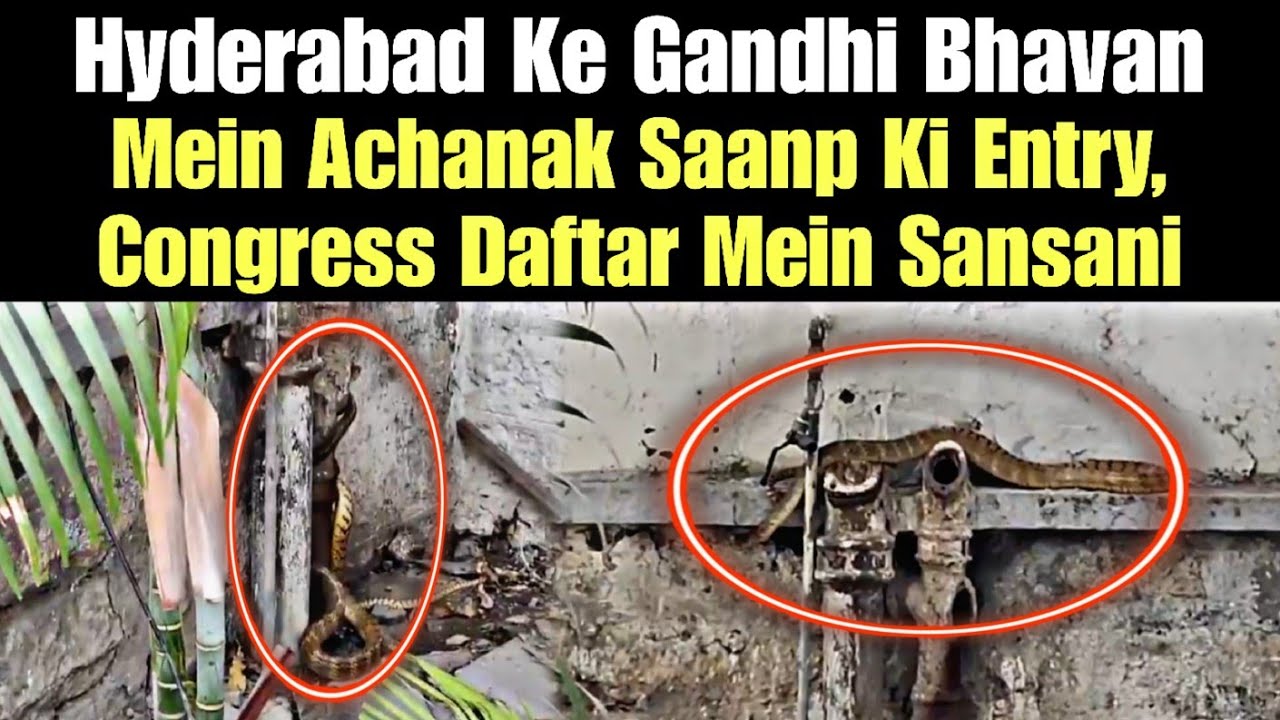 Hyderabad Ke Gandhi Bhavan Mein Achanak Saanp Ki Entry, Congress Daftar Mein Sansani | AHN News