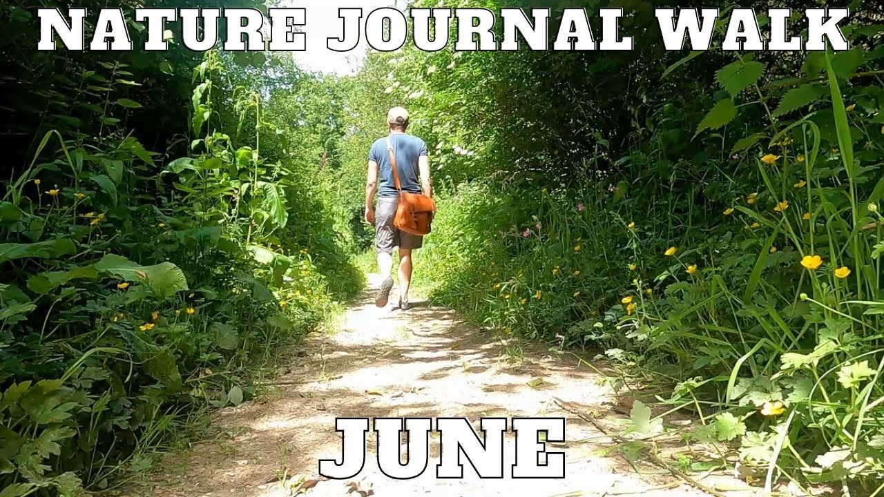 June Nature Walk in an Ancient Woodland | Nature Journaling Vlog
