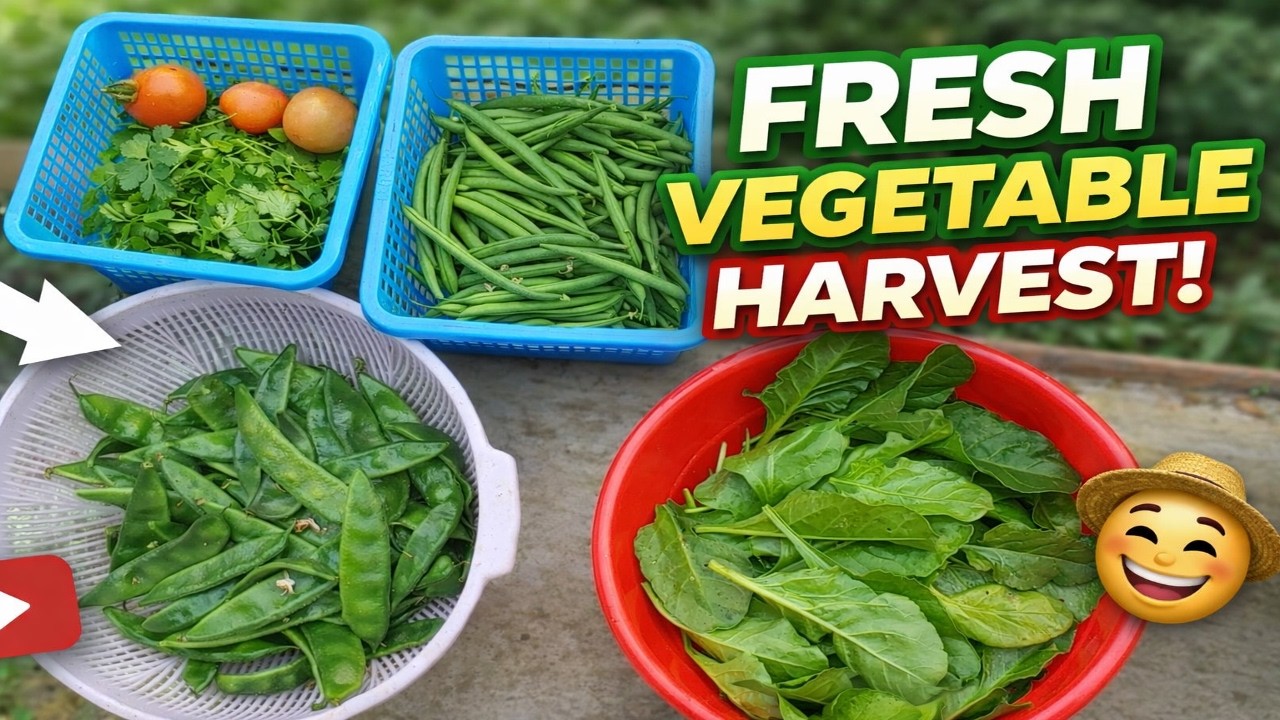Fresh Home Garden Harvest 🌱 | Palak, Beans, Dhaniya & Tomato