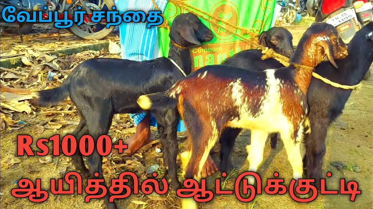 இந்த சந்தையில் வளர்ப்புக்கும் வெட்டுக்கும் ஆடுகள் குறைந்த விலையில் வாங்கலாம் | #veepurgoatmarket