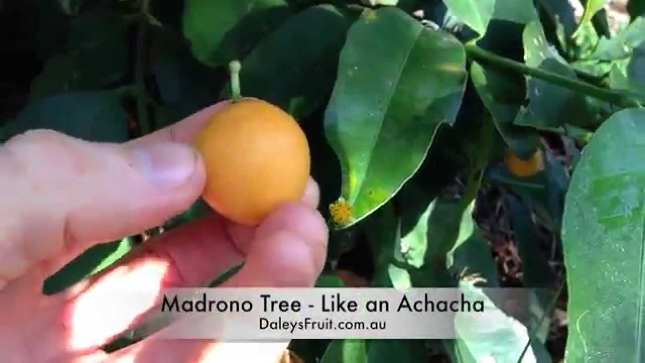 Lemon Drop Mangosteen (Incorrectly named Madrona in Video)