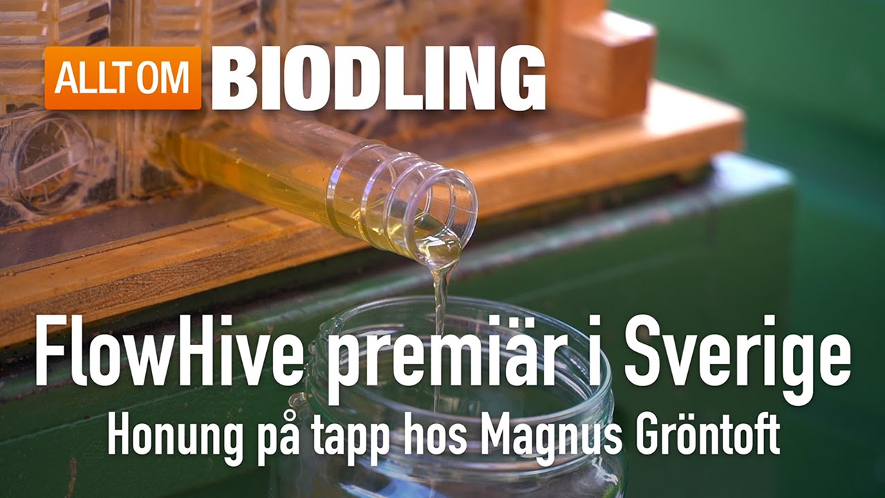 Flow Hive premi&auml;r i Sverige - Bikupa - Biodling