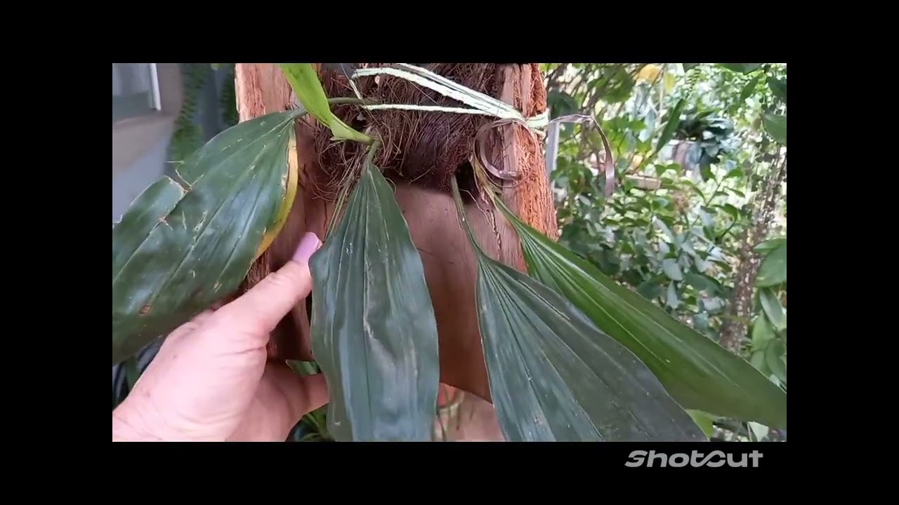 plantio da orquídea passarinho  ou stanopea!!