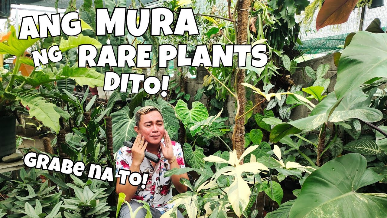 WHERE TO BUY CHEAP RARE PLANTS? MAHAL NA HALAMAN DATI...MURA NA NGAYON!