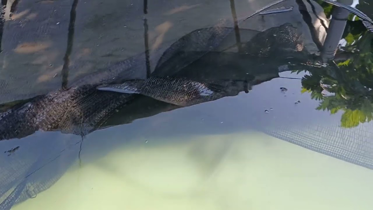 Catfish natural breeding part3